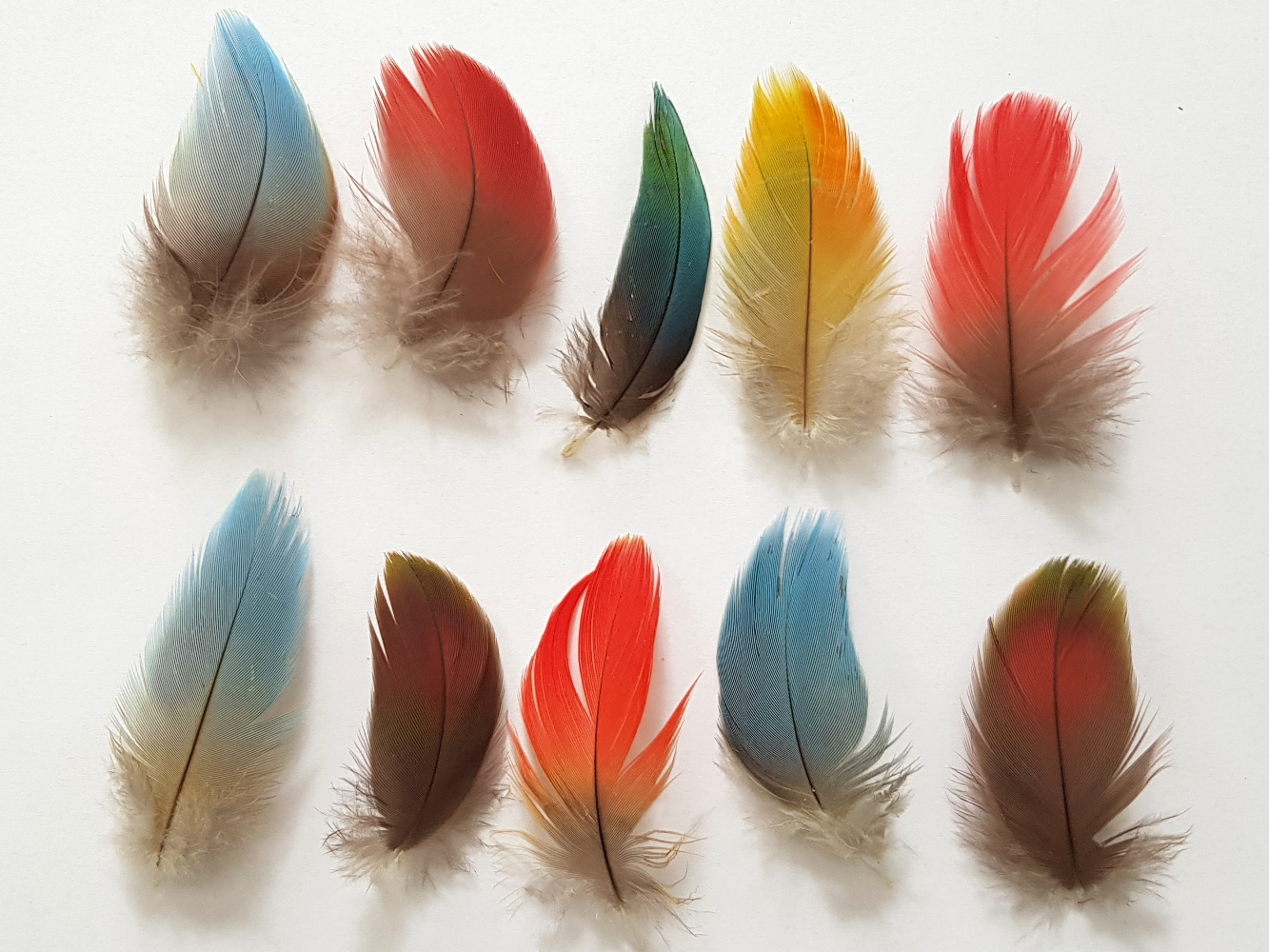 Pióra ar i amazonek 5-7 cm